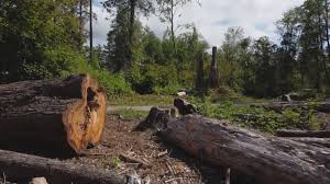 Best Commercial Tree Services  in Grottoes, VA