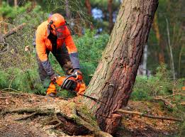 How Our Tree Care Process Works  in  Grottoes, VA