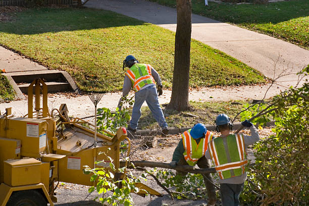 Best Tree Maintenance Programs  in Grottoes, VA